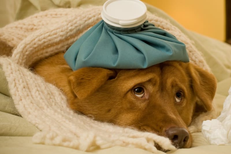 Common Dog Illnesses