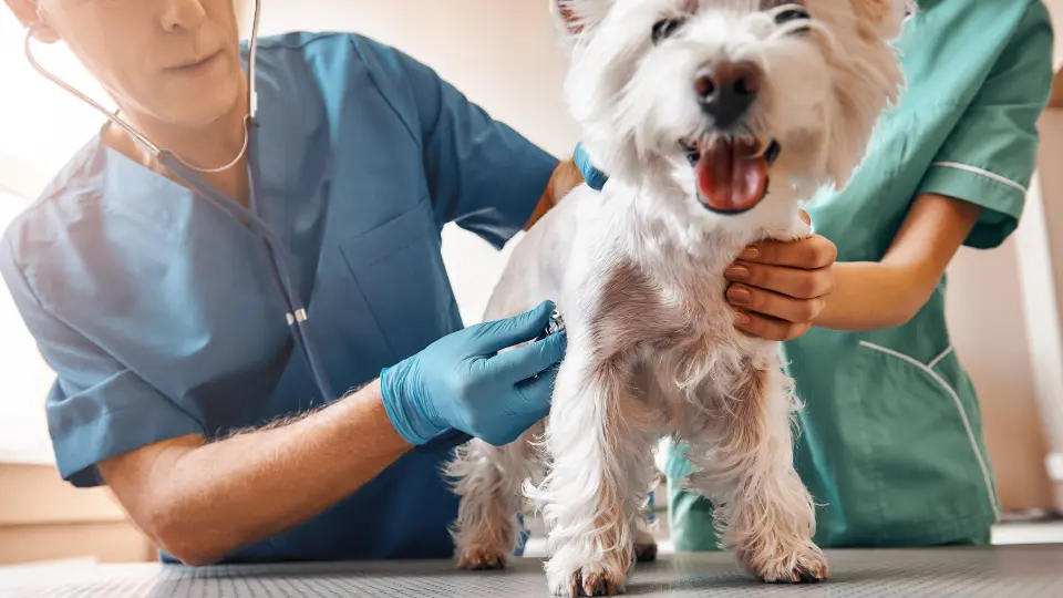 pet care